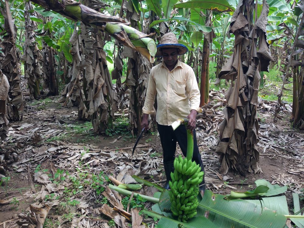 Ein dunkelhäutiger Mann hält grünen Bananen in der Hand