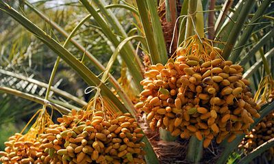 Gelbe Datteln hängen an grüner Palme