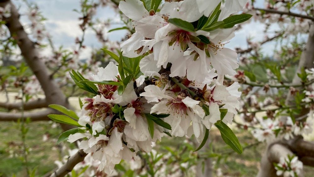 Nahaufnahme einer hellen Mandelblüte
