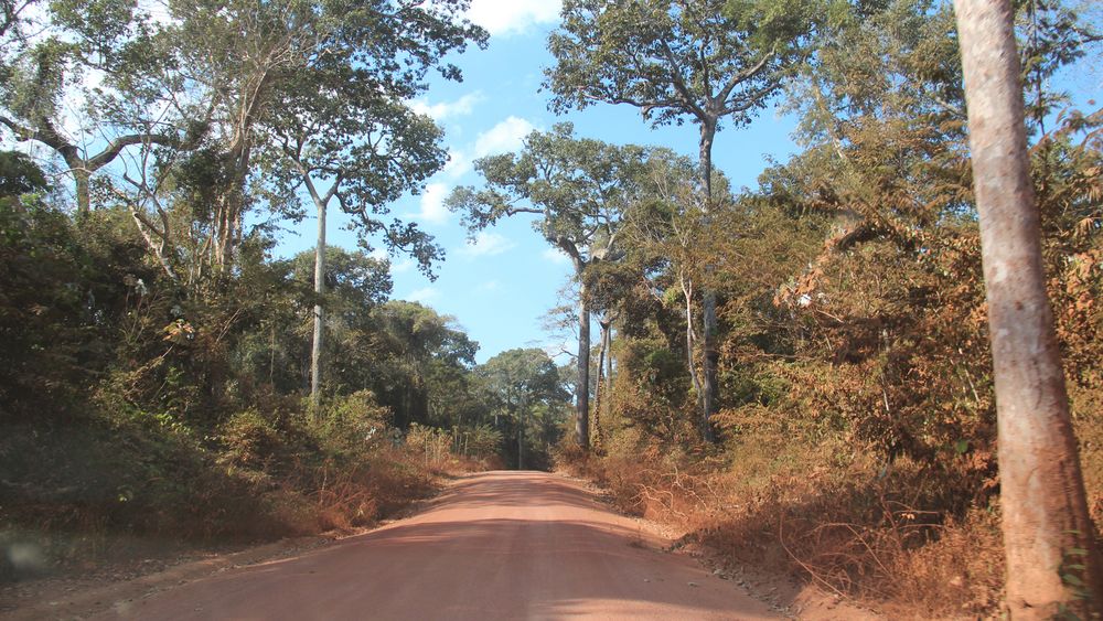 Braune Straße im Regenwald mit Bäumen