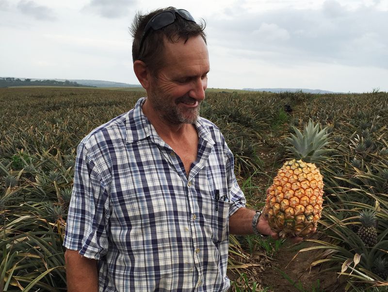 Mann steht auf Ananasfeld und hält Ananas