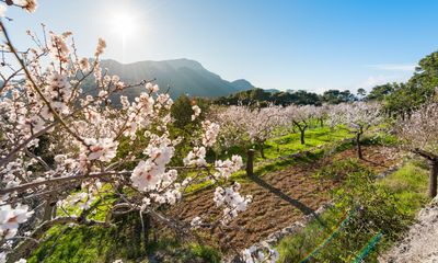 Bild von der Mandelblüte auf einer Farm