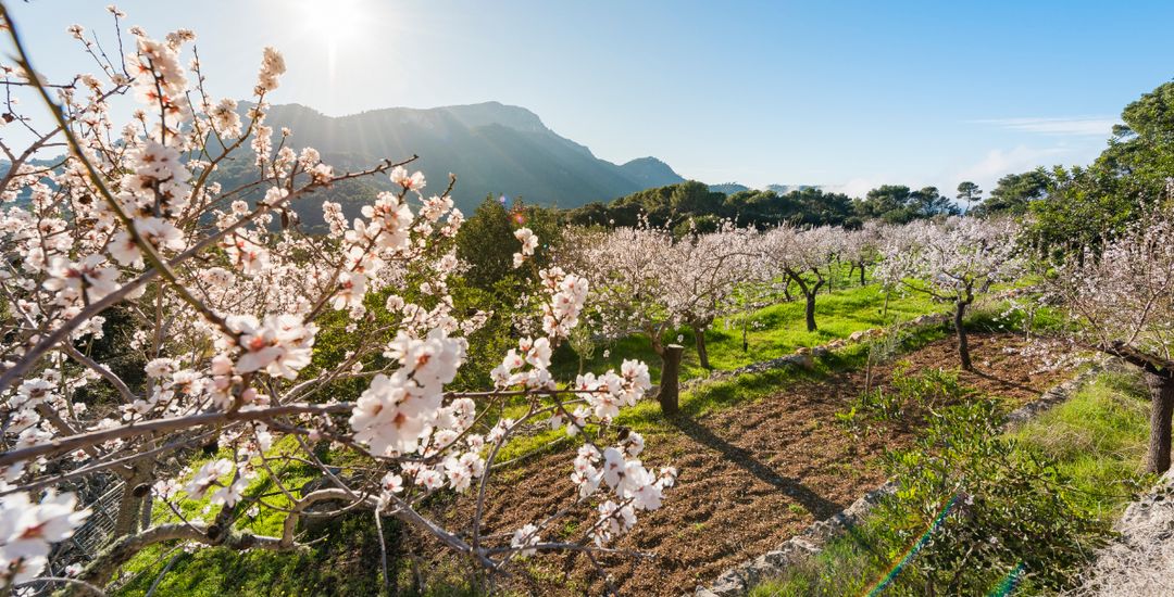 Bild von der Mandelblüte auf einer Farm