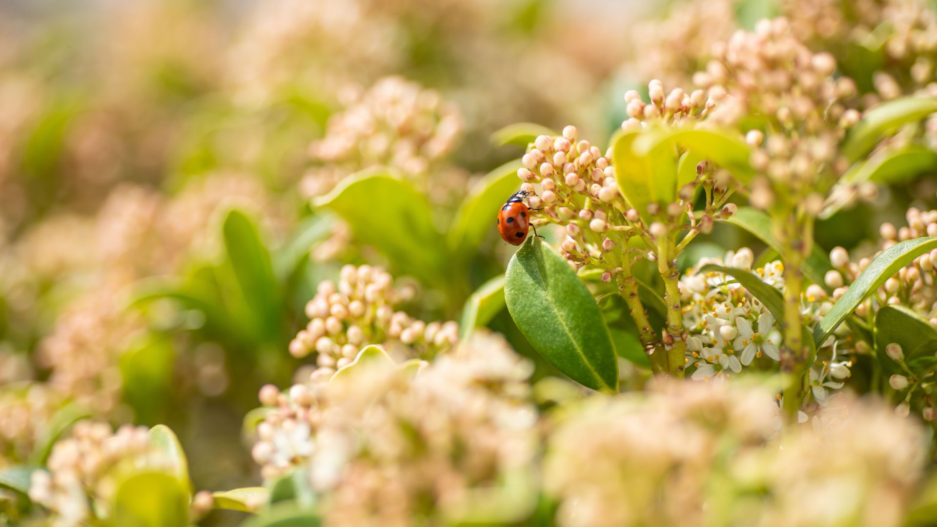 Nahaufnahme eines Marienkäfers auf Blume