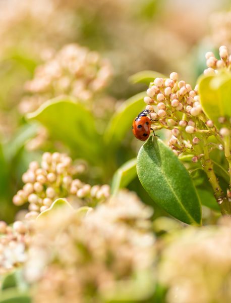 Nahaufnahme eines Marienkäfers auf Blume