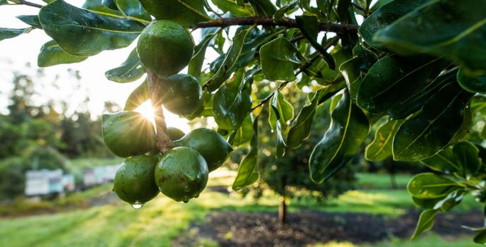 Nahaufname Macadamia Nuesse