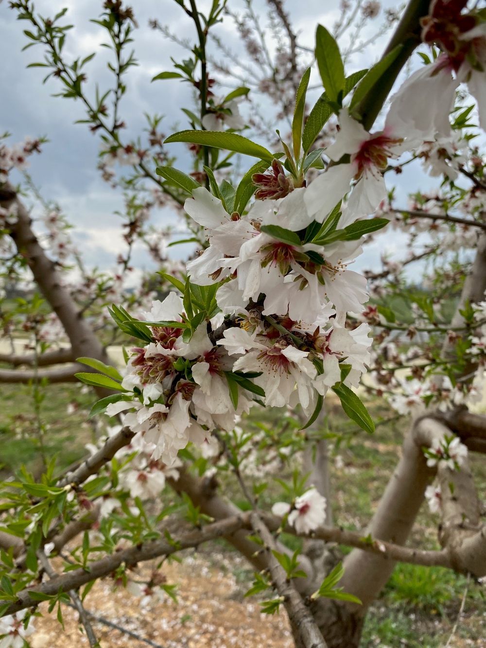 Bild von der Mandelblüte auf Mallorca auf einer Farm