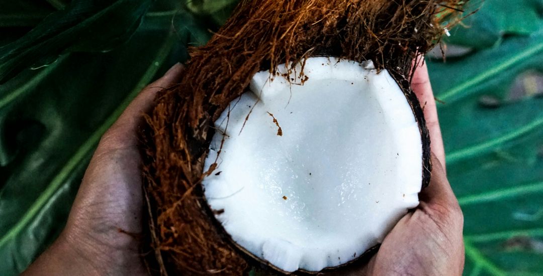 Mann hält offene Kokosnuss in Hand