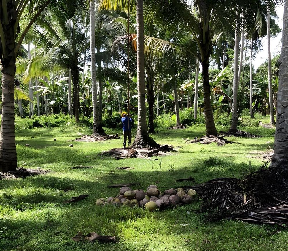 Mann erntet Kokosnüsse 