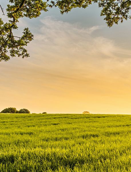 View of green field with sunshine and Ecovadis seal