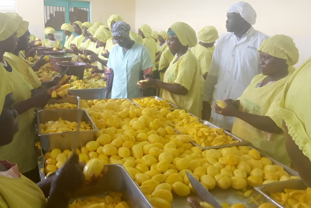 Frauen schälen Mangos