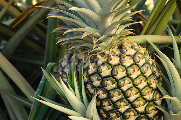 Nahaufnahme einer Ananas im Feld