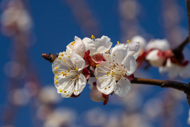 White flower against a blue background