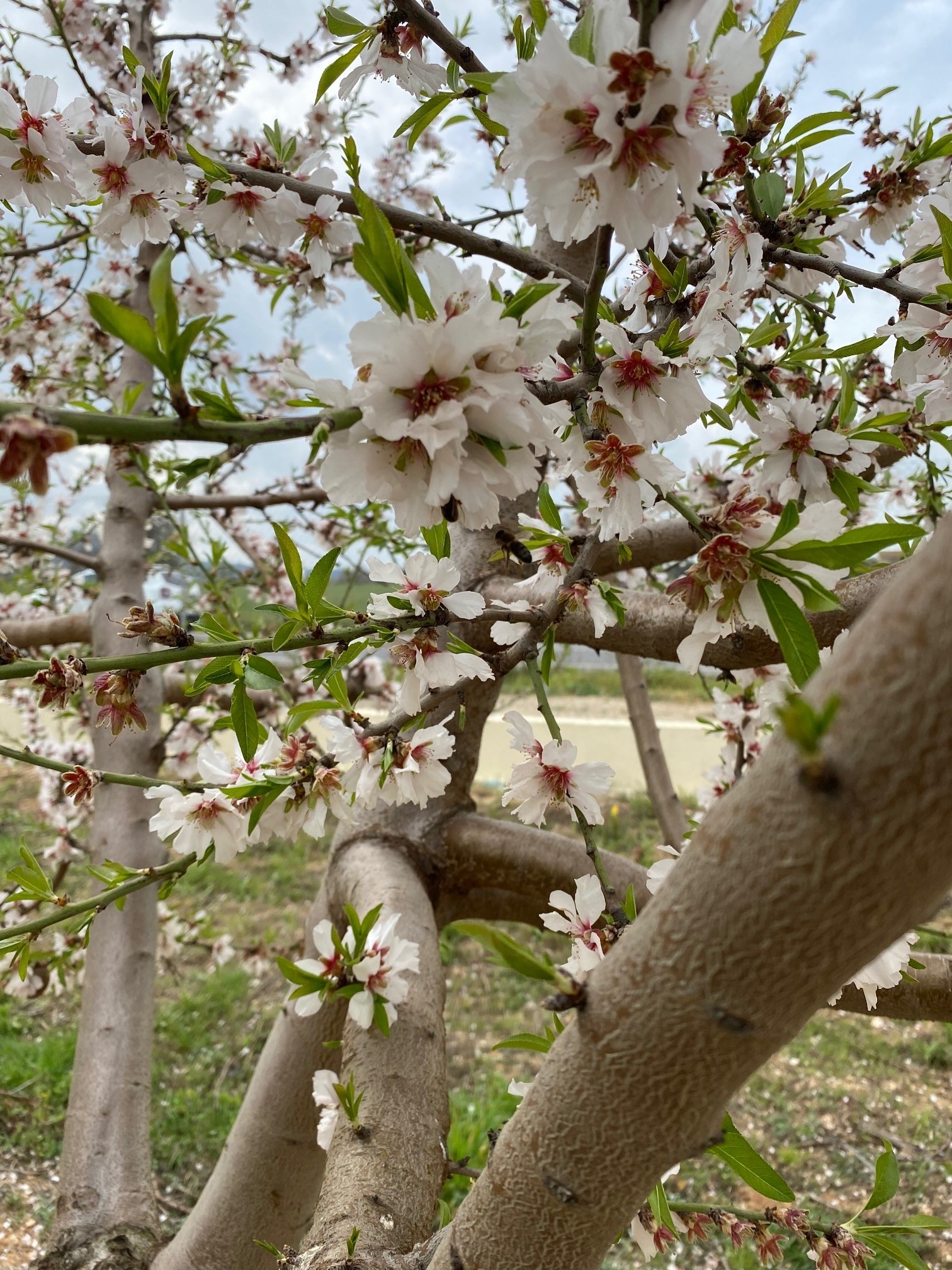 Rosa und Weiße Mandelblüten 