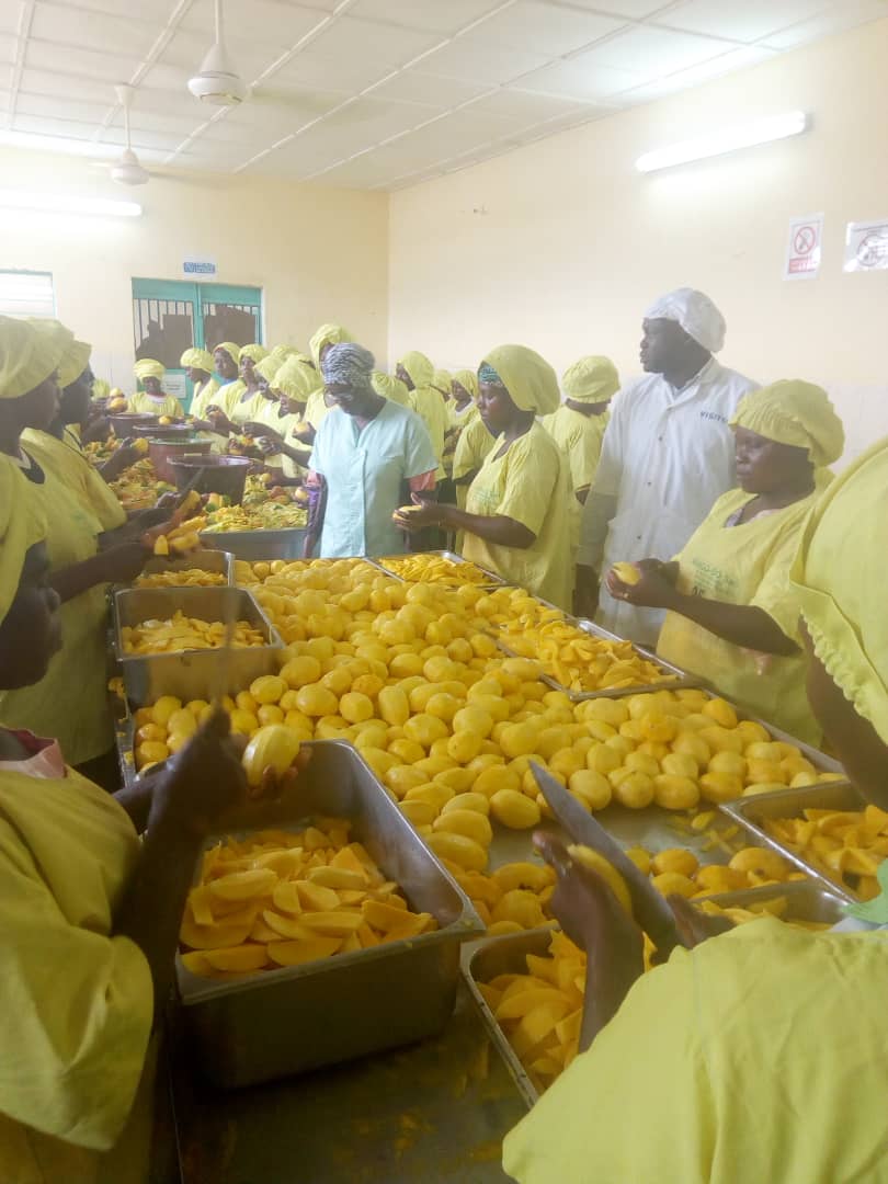 Dunkelhäutige Frauen schälen und schneiden Mango