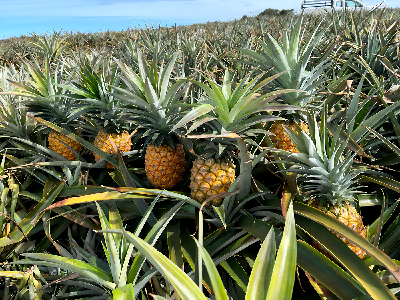 Ananasfeld mit reifen Ananas