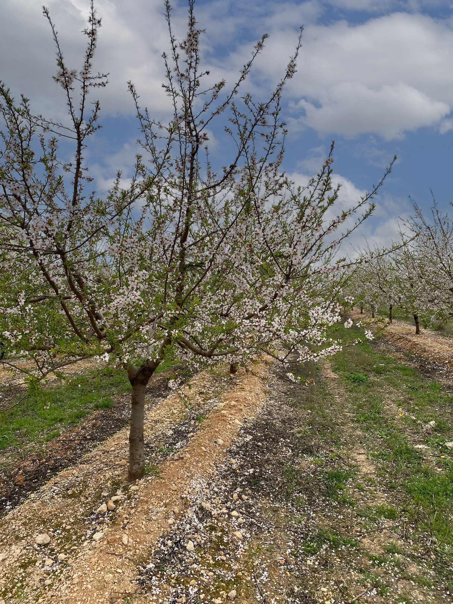 Blick auf die Mandelnfarm 